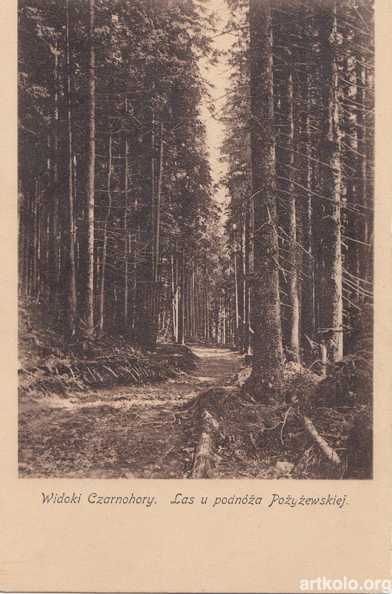 Ліс у підніжжя Пожежевської (ТТ)